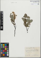 Foto von Salix glabra Scop.